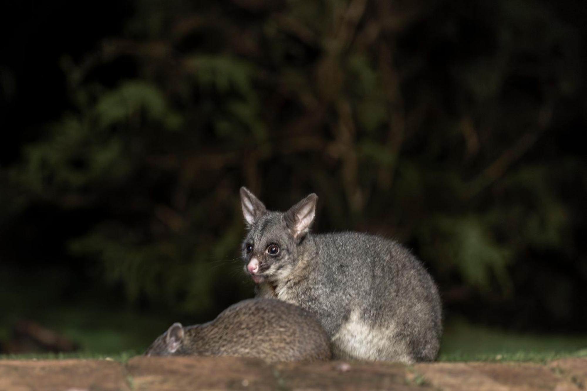 Yelverton Brook Conservation Sanctuary Metricup Екстериор снимка