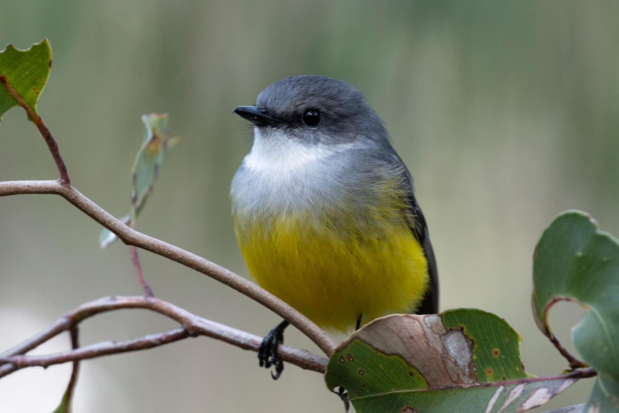 Yelverton Brook Conservation Sanctuary Metricup Екстериор снимка