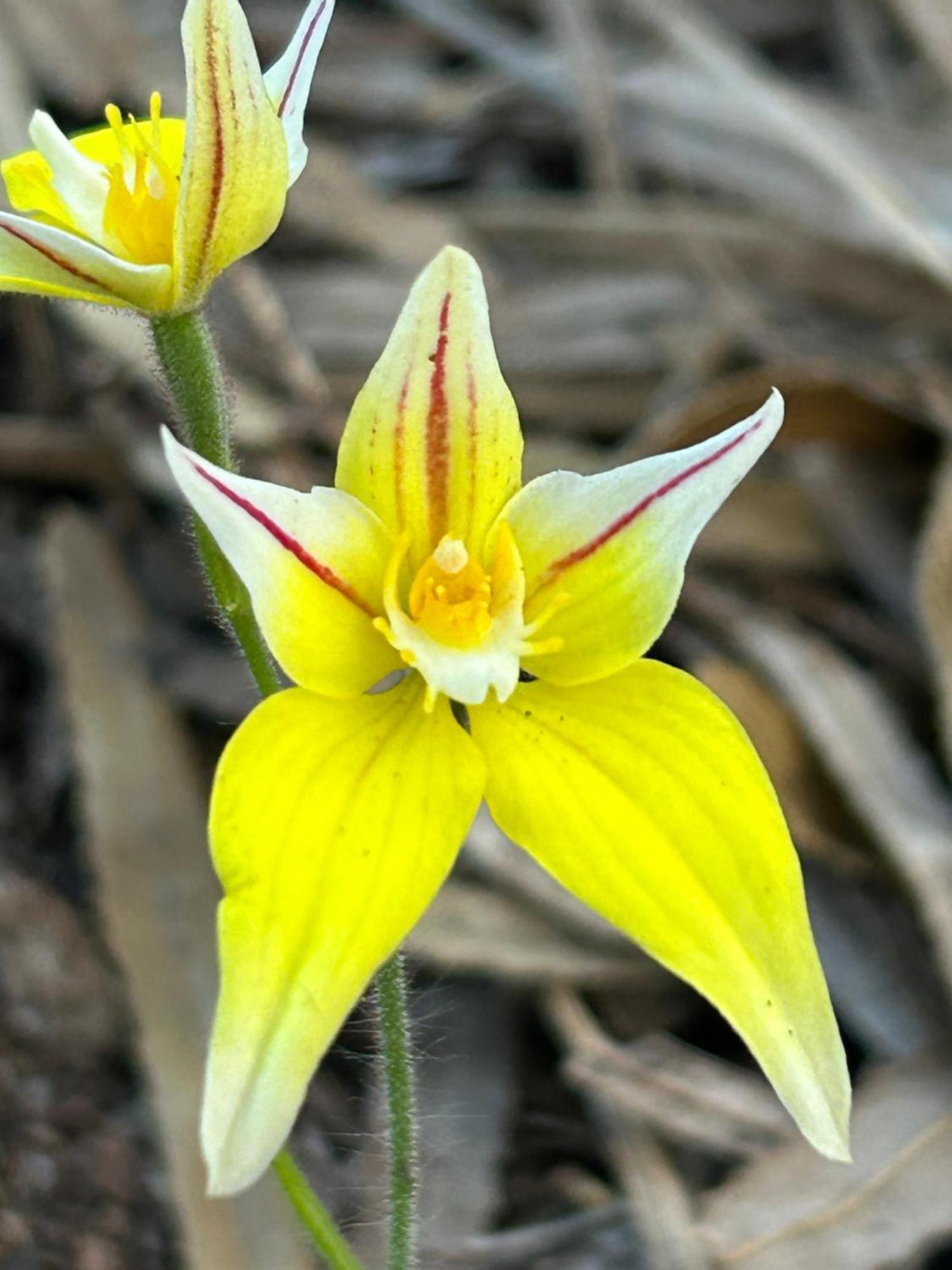 Yelverton Brook Conservation Sanctuary Metricup Екстериор снимка